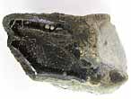 Fossile d'caille ganoide de Poisson Lepidotes maximus du jurassique Boulonnais